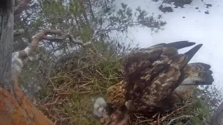 Golden Eagle Finland - Orły przednie-Onni & Hilma - Witamy 2 maluszki 🐥🌹🍀🐥🌹🍀- Karmienie 06/05/2024