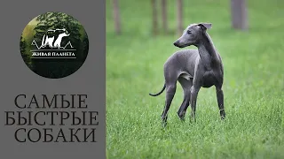 Самые быстрые собаки в мире