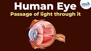 Human Eye - Passage of light through it | Don't Memorise