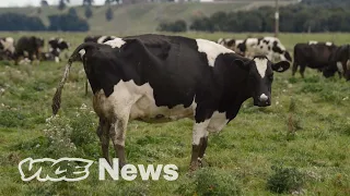 Are Cow Burps Destroying New Zealand?