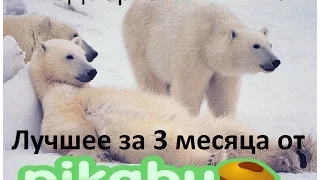 Лучшие coub по версии  пользователей PIKABU №01 за 3 месяца