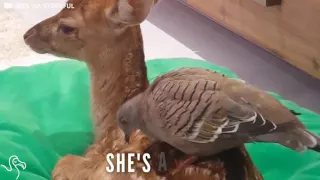 Baby Deer Who Lost Her Mom Befriends A Pigeon