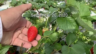 Strawberry harvest starting in September in retractable cooling house in Mexico, November,25 2020