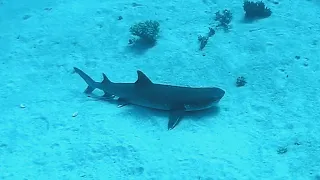 Whitetip reef shark (Triaenodon obesus), Белоперая рифовая акула