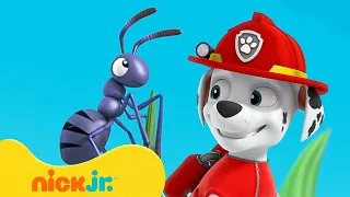 Psi Patrol | Przygody z MALUTKIM Marshallem! | Nick Jr. Polska