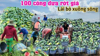 Xót xa 100 công dưa hấu rớt giá 3000 ký, không đạt bỏ không ai thèm lấy Harvest watermelon