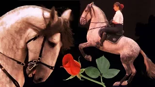 Испанская лошадь Андалуз Romano Var и Елена Чистякова /Андалузская порода лошадей /Spanish Horse