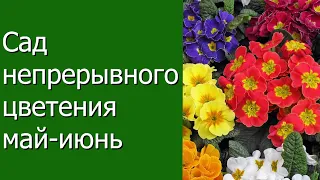 Сад непрерывного цветения - май, июнь.