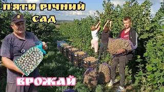 Скільки дає горіхів Сад Фундука!? Бізнес в Селі