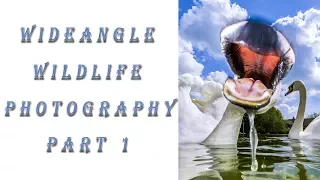 Wide Angle Wildlife Photography part 1 | Simon Anderson Photography