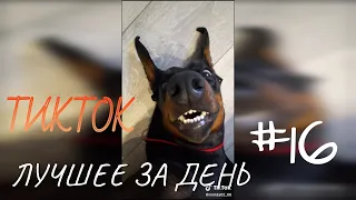 ТИКТОК ПОДБОРКА ЛУЧШЕЕ ЗА ДЕНЬ #16 / ЕЖЕДНЕВНАЯ ДОЗА ТИКТОКА / TIKTOK ЛУЧШЕЕ / TIKTOK COMPILATION