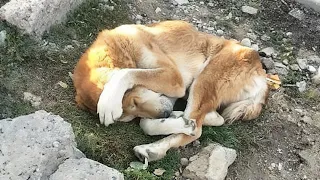 He held his head and cried in loneliness, he begged the owner to let him in