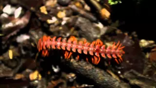 Night walk at the Danum Valley Field Center / Sabah / Borneo