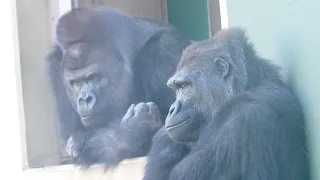 Silverback pleased with gift from daughter / Shabani and Annie