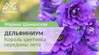 Дельфиниум – король цветника середины лета