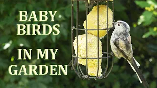 Baby birds, all the young birds in my Garden this year