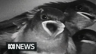 Adorable family of swallows nest behind a bar (1959) | RetroFocus