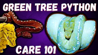 Green Tree Python Care Guide 2022