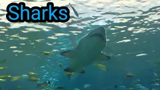 Shark Tunnel at Ripley's Aquarium in Toronto, Ontario