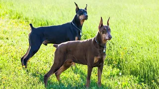 Are Doberman Pinschers good with other dogs of the opposite sex? PART 3