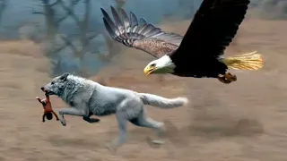 Волк хотел украсть младенца, но орел сделал нечто удивительное..