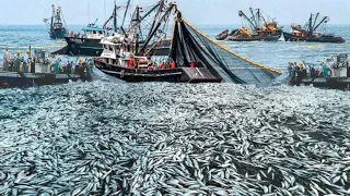 Harvesting Fish Big, Net Fishing On the Sea - Huge Fishing Nets Catch Hundreds of Tons Fish #03