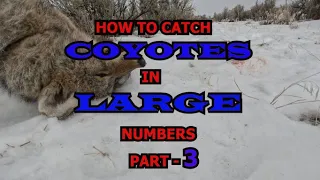 HOW TO CATCH COYOTES IN LARGE NUMBERS Part-3. The Perfect Coyote Set Guaranteed