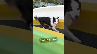 Husky VS Border Collie