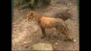 Steckbrief Natur Teil 13 Fuchs Dachs