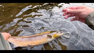 A Salmon on the Nymph with Davie McPhail