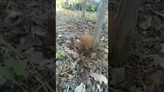 Красивая белка на Крымской, Одесса 🐿