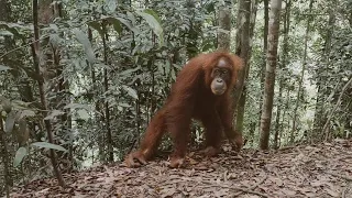 Bukit Lawang 3D2N Jungle Trek, Sumatra