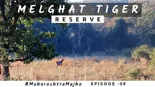 MELGHAT TIGER SAFARI with 22 Tigers in Maharashtra |Which safari to book -full information | Saurabh