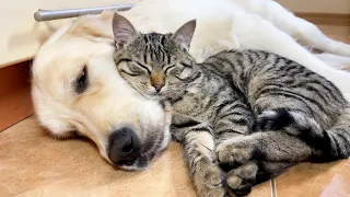 Adorable Kitten Loves Golden Retriever! (Cutest Ever!!)