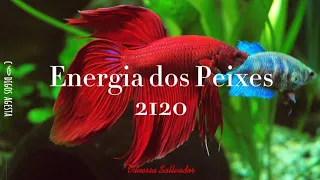 Energia dos PEIXES #animaldepoder #arquetipos