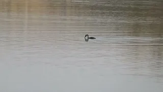 Видео охота Шернёвское водохранилище Птица чомга или большая поганка