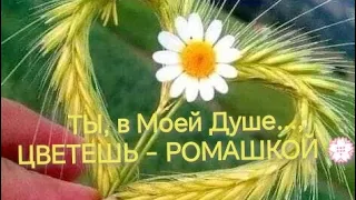 ТЫ, в Моей Душе..., ЦВЕТЕШЬ - РОМАШКОЙ...💮 июль-23г.