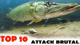 The WORST Freshwater PREDATOR - TOP 10 BRUTAL PIKE ATTACK