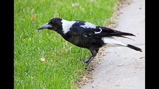 Австралийская сорока поёт/Australian magpie sings