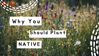 Why you should plant native plants