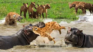 A giant hippopotamus nibbles the head of the hyena chief to avenge his teammate who was eaten by th