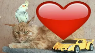 Cute Parrot and Cat Videos - Best of Funny Parrots Annoying Cats Compilation 2020