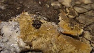 Cleaning a Rug Caked in Grease: The Grossest and Most Satisfying Thing You'll See Today