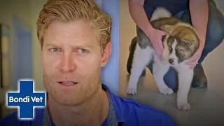 Dr Chris Brown Amputates Puppy's Deformed Leg For A BETTER LIFE! | Bondi Vet