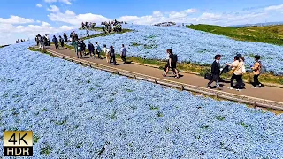 Hills dyed blue,  Hills dyed red. 青色に染まる丘、赤色に染まる丘