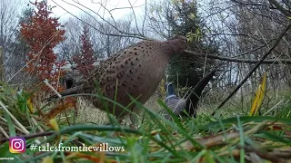Pheasant hunting from a blind, with a recurve bow - Small game bowhunting - Tales From the Willows