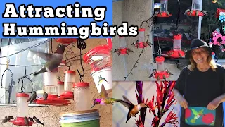 How to Attract Hummingbirds FAST to Hummingbird Feeder & Garden w￼/ DIY Nectar Recipe Flowers Water