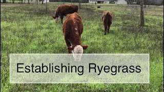 CowPower to plant Ryegrass