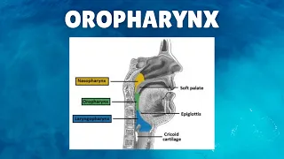 Oropharynx Anatomy - Definition, Location, Boundaries, Lymphatics, Functions