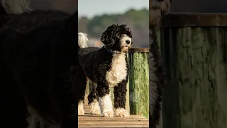 Portuguese Water Dog from Portugal #waterdog #dogs